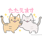 たたえあうﾈｺﾁｬﾝshop ( 502studio )