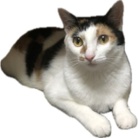 にゃんこ ( Mmmai_ )