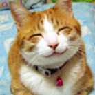 Cute Kitten ( calib )