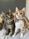 ダンベルキャット ( danbellcat )