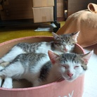 ちょびみぃ ( nyanzu-brothers )