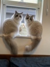 catfamily_1916 ( Catfamily_1916 )