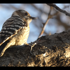bird_91