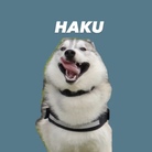 ハスキーの珀くん ( husky_0319 )