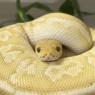 パルちゃん｜引きこもりスネーク ( Snake-Life )