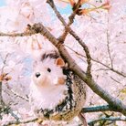 ふろしき ( Spfuroshiki )