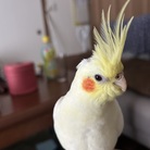 オカメインコ日和 ( hi-fu )