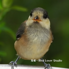 鳥愛～Bird_Lover_Studio ( bird_lover_studio )