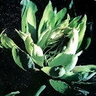 GreenRose