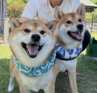 柴犬てぃーだ＆なだ（公式） ( Thida-Nada )