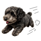 もふもふDOG'S ( narunaruto )