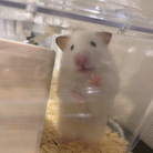 スミレ ( iolite_iolite )