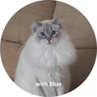 with Blue ( mimosa_uk )
