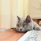 花とねこ ( monan )