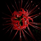 花鶏ノ花籠 ( 808kaya080 )