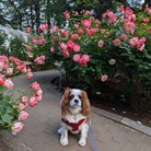 キャバリアハウス ( cava_cava2 )