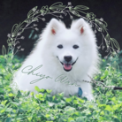 Chiyo.Wan(🐕🕊️のお店) ( chiyo-wan )