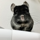 ブラベルファミリー ( kohana116 )