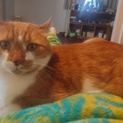 ねこのいやし ( xyz1216z )