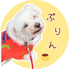 マルチーズのぷりん🍮🐾 ( maru-maru_purin )