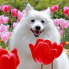 碧屋 ( hekiinu_ryui )