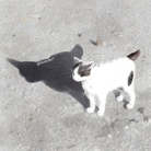 うちねこショップ【うちねこちゃん】 ( yu_ka888 )