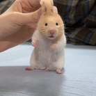 さな ( Sanachanpo )