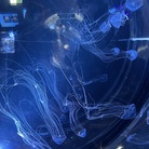 水中植物 ( shio_wasabi )