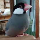 ぶんぶん ( pukkun )