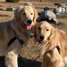 Golden Retriever Sarah&Taro ( yukorin-2525 )