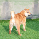 shibabawan ( tentekomaiwan )