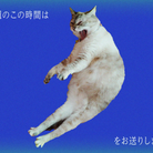 実家猫グッズ無許可販売所 ( tairanoabokado )