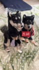 銀 ( okojyo-12 )
