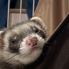 フェレットのしずくさん ( shizuku_san )