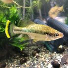 アメカBBA🐩🐩🐩 ( sukt3 )