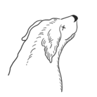 nopota store ( nopota )