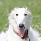 ルイーゼママ ( kubu )