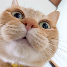 ぷりんちゃんX ( purintyanX )