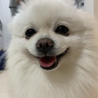 田尻犬(たじりけん) ( Darjeeling_mm )