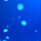 気ままにショップ ( jiyukimamani )