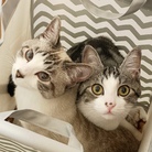 フクとミク ( sally0129 )