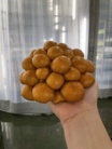 飛騨なめこ ( namekonakamura )