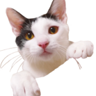 かのり保護猫40 ( kanori3 )