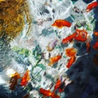 tsubute ( atsushinomua )