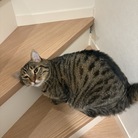 ねこいぬや ( a8p2 )