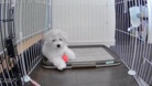 パフ屋 ( AaAaa )
