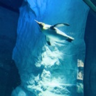 ぺんショ ( penponpen )