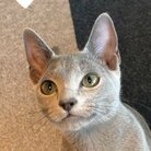 ざらこのショップ ( zarazaratter )