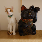 ChataTheCat ( ashikashika )
