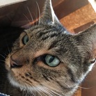 リオグッズ ( browntabby67 )